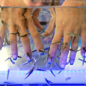 KANGAL THE DR. FISH SPA  FISH PEDICURE Cover