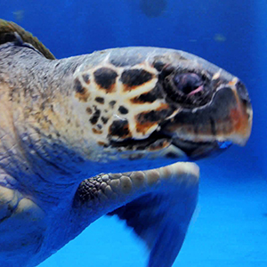 Acquario Cala Gonone Cover