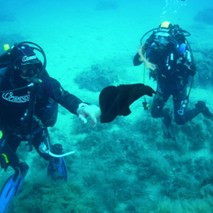 ASD DIVING YOGHI Cover